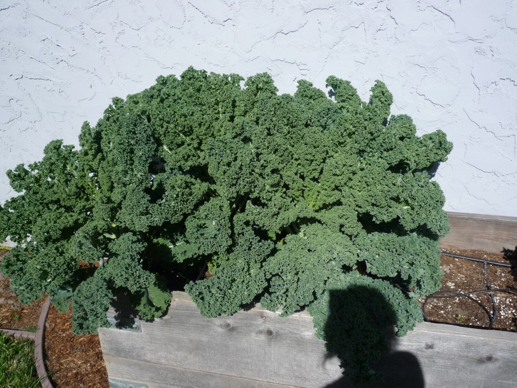 Kale anyone?