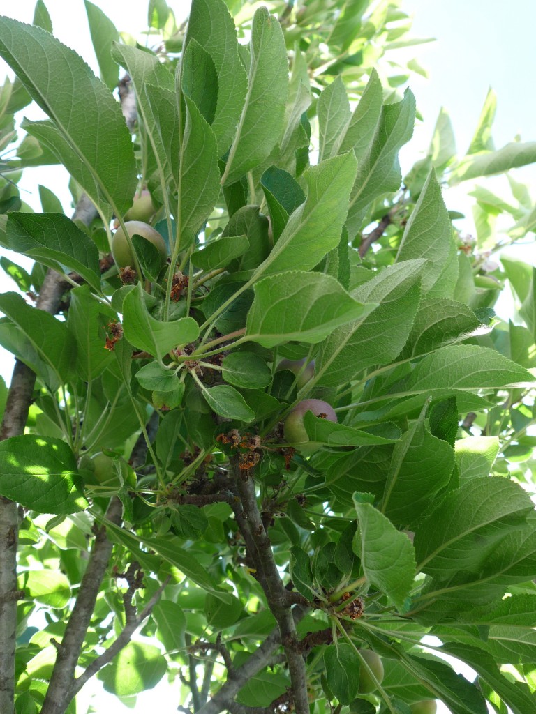 Braeburn Apples