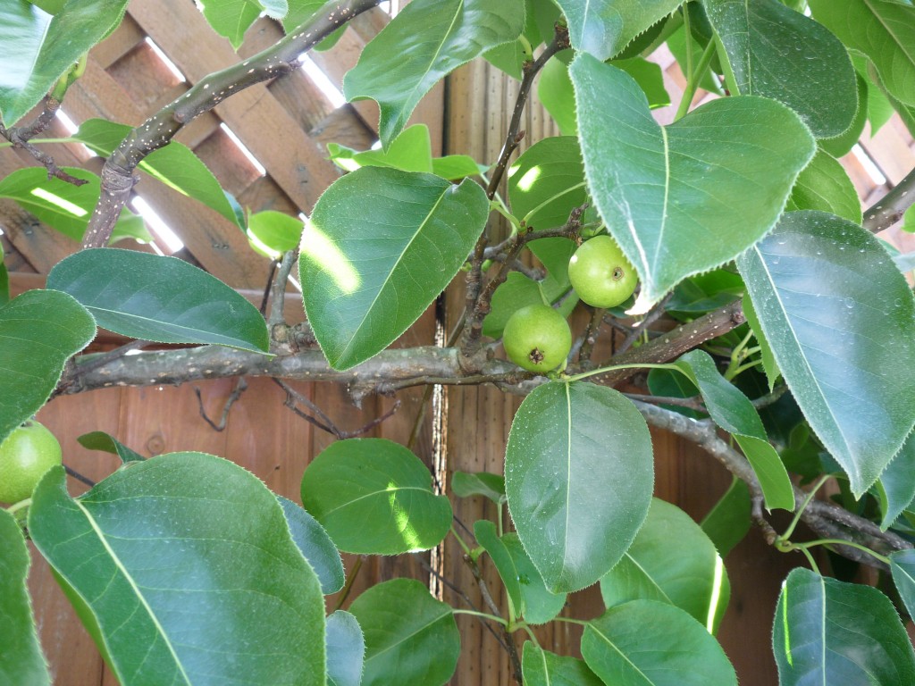 Asian Pears