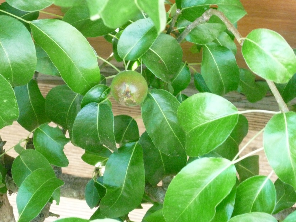 Bartlett Pears