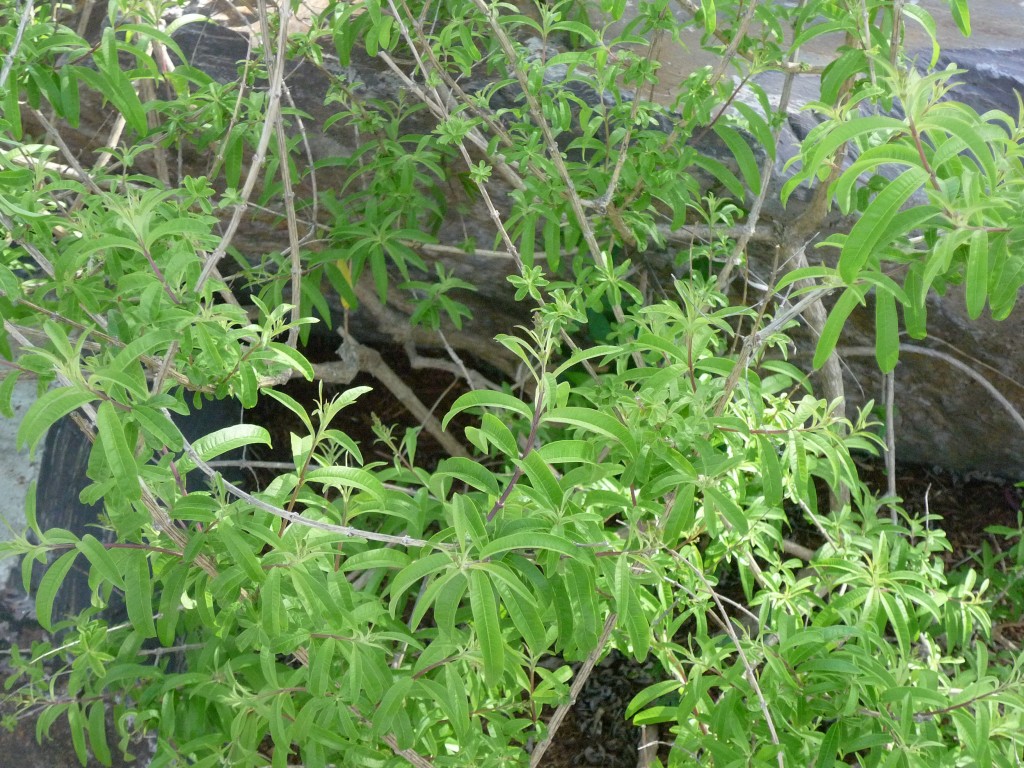 Lemon Verbena