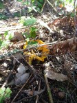 Hide and go see chanterelle