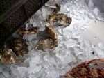 Hog Island Oysters