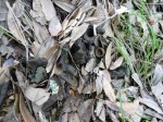 Black trumpets hiding in the leaves