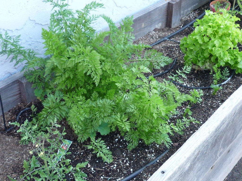 Tomatoes, Carrots and Lettuce