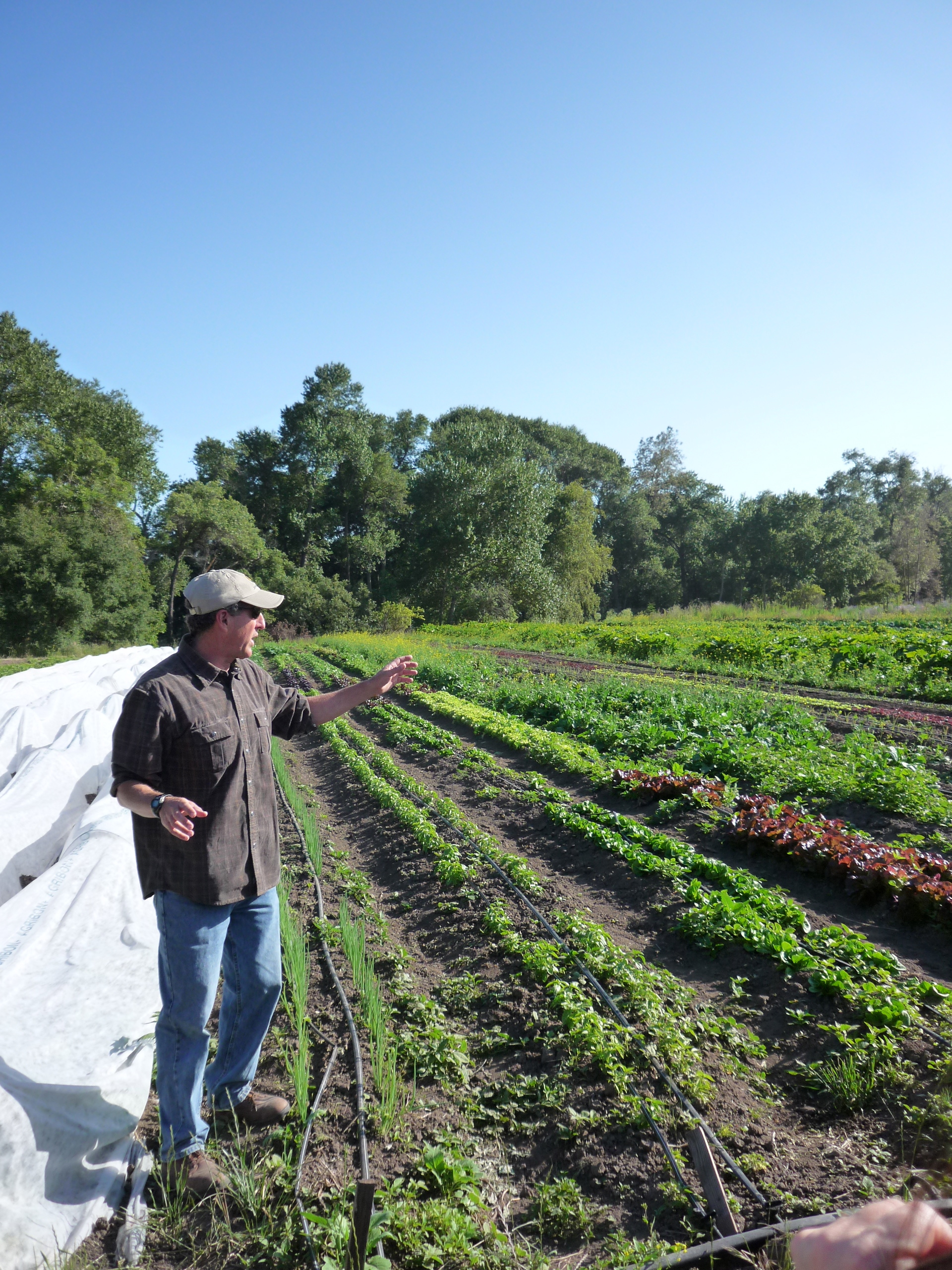 Row crops