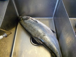 15lb salmon